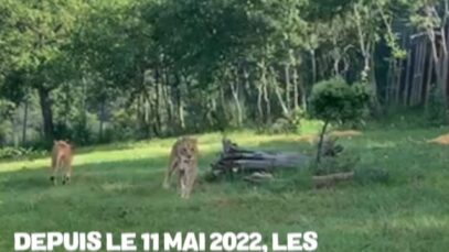 Transfert de Céleste, Hannah, Marli et Patty en Toscane : l’épopée fantastique #CirquesSansAnimaux