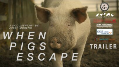 WHEN PIGS ESCAPE | TRAILER