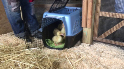 10 Lucky Ducklings take their first steps into their new home