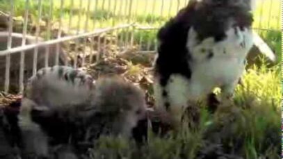 4 Solid Minutes of Baby Chicks Taking a Dust Bath