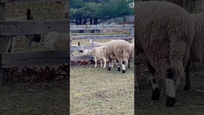 A big day for Simon + Garfunkel! There’s nothing quite like sheep introductions in Sanctuary❤️