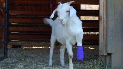 Albie the Goat’s New Wheels