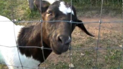 Anne the Goat Makes A Hammock