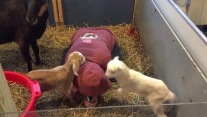 Baby goats learn to play