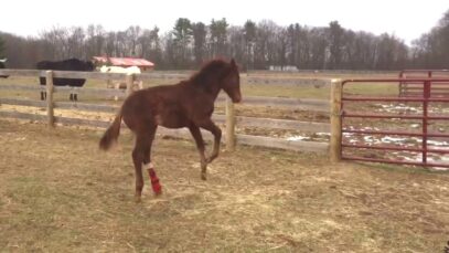 Baby Trident gets a new hoof for the holidays