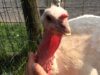 Beatrice the turkey craves attention