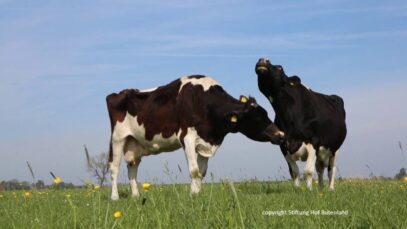 Beste Freundinnen – Lenchen und Lady Welle