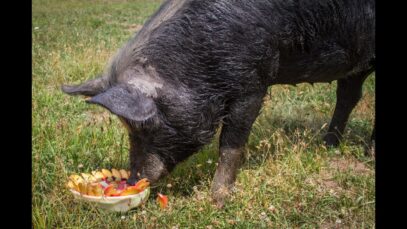 Birthday Girl: Lexi the Pig is One Year Old