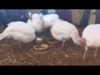 Ceremonial feast for the rescued turkeys