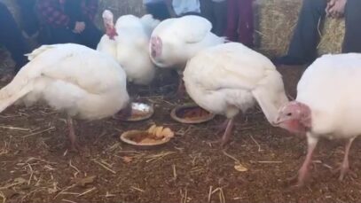 Ceremonial feast for the rescued turkeys