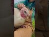 Dionne the rescued turkey enjoys cuddles in sanctuary❤️ #turkeys #rescueanimals