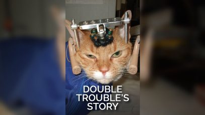 Double Trouble’s Story Is Why We Should Never Experiment on Cats