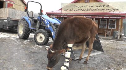 Fawn the Cow Bopping Around on a Muddy Spring Day