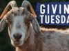 Giving Tuesday – Can you help Brownie the goat?