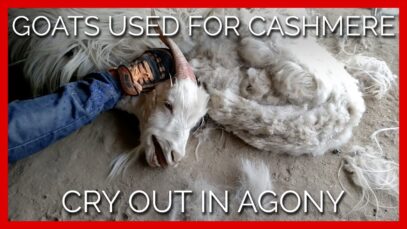 Goats Used for Cashmere Cry Out in Agony