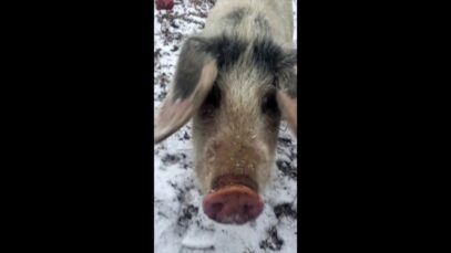 Hurley’s Family enjoys their first snow!