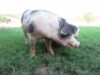 Isaac the Pig Cools His Feet & Scratches His Neck