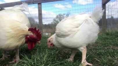 Juan, Magnus, and Phoenix hang out with Rachel