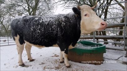 Leise rieselt der Schnee