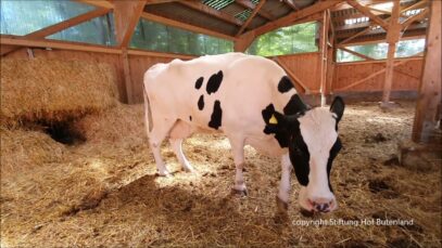 Lilys erster Tag auf Butenland