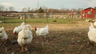 Looking Back on 2016: A Year of Lifesaving Change at Woodstock Sanctuary