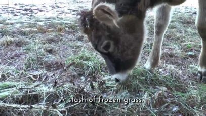 Maribeth the Calf’s Winter Adventure