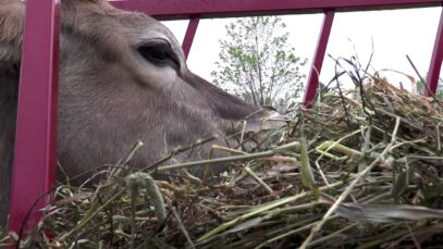 Maribeth the Cow: Hay’s Point of View Being Eaten