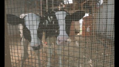 Meet Colin and Woody, Two Baby Calves from the Dairy Industry.