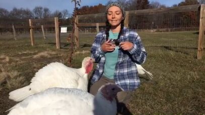 Meet the rescued turkeys at Woodstock Farm Sanctuary