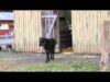 Mike the calf explores outside at Woodstock Sanctuary