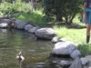 Neglected Ducks Get Their First Swim