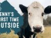 NEW RESCUE: Penny the cow goes outside for the first time!