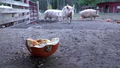 Pumpkins vs Pigs