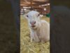 Some rescued sheep asmr to brighten your day❤️ #animals