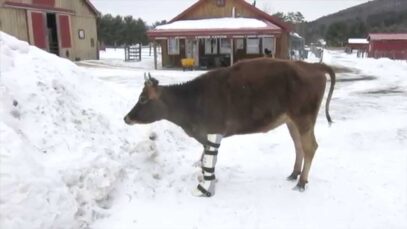 The (Cow) Boots Were Made For Walking