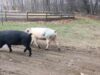 The Great Pig Shuffle of 2018