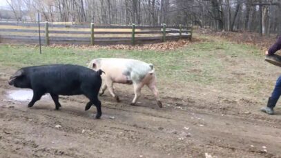 The Great Pig Shuffle of 2018