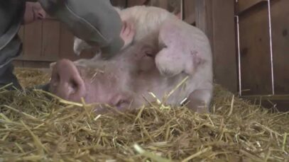 Valentine’s Day in the Pig Barn