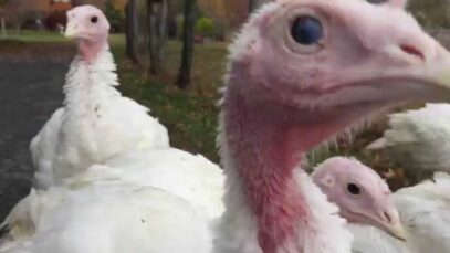 Young turkeys are super-curious [wait for it]