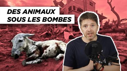 Dernières nouvelles des animaux : chiens, chats et ânes à Gaza, des chevaux exterminés en Australie