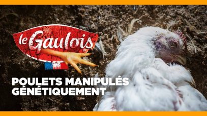 LE GAULOIS : POULETS MANIPULÉS GÉNÉTIQUEMENT