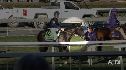 Mountain Bear Injured at Breeders’ Cup Championship 2023