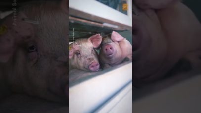 Pigs en route to slaughter