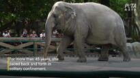 Rest in Peace, Mali the Elephant