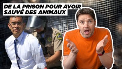 Wayne risque 3 ans de prison, Björk et Rosalia au secours des saumons… nouvelles des animaux