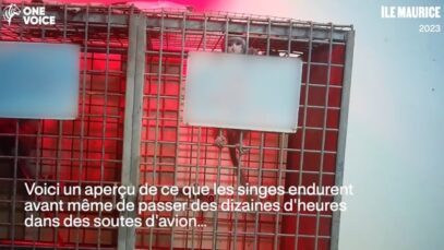 Expérimentation animale : enquête inédite de One Voice à Maurice dans les élevages de macaques à longue queue