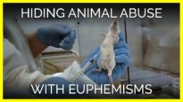 Experimenters Abuse Animals and Cover It Up with Euphemisms