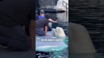 Ferdinand the Beluga: A Life of Exploitation at SeaWorld