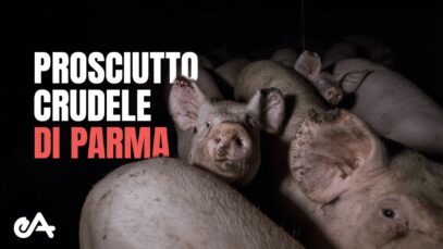 Prosciutto Crudele di Parma | indagine schock in allevamento di maiali