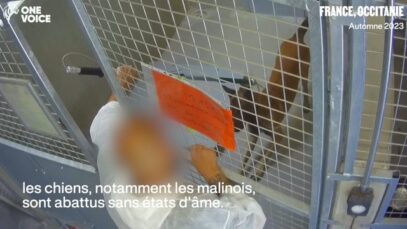 Vidéo “brute” de l’abattage d’un chien abandonné dans une fourrière en France